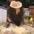 ** EMERGENCY TREE AND TREE BRANCH REMOVAL SERVICE WITHIN 24 HR 4 thumbnail