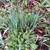 Perennial Plants:Canadian GARLIC, ONIONS, GARLIC CHIVES-Organic 3 thumbnail