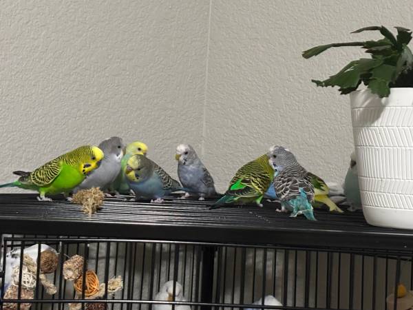 Parakeets / Budgies (Milwaukee)64311826707458120
