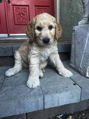 Goldendoodle rehoming (rohnert pk / cotati)63861571571075122