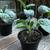 Tree Collards and Dill plants 2 thumbnail
