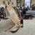 Moose antlers 5 thumbnail