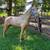 Horse 1 thumbnail