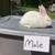 New Zealand, continental, mini rex 7 thumbnail
