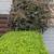 FREE Abelia x grandiflora bush 3 thumbnail
