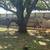 Senior retired pinto roping horse gelding up for adoption 11 thumbnail