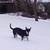 Rehoming 1 thumbnail