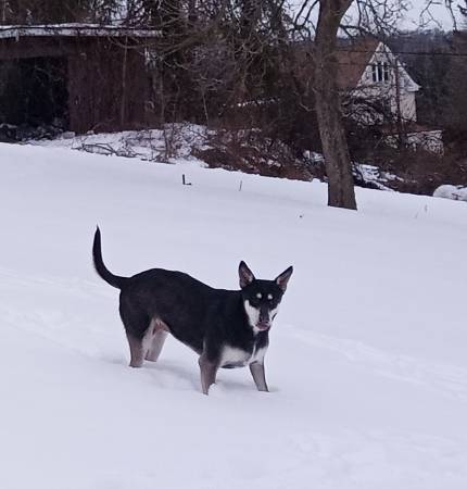 Rehoming 1