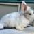 Bunny 8 thumbnail