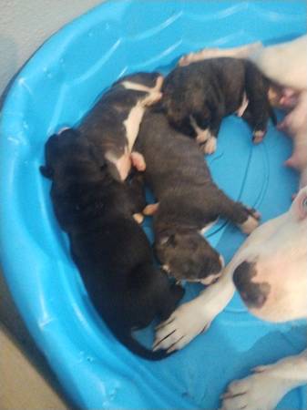 Cane Corso pit pups 1