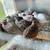 Celadon & coturnix quail 1 thumbnail