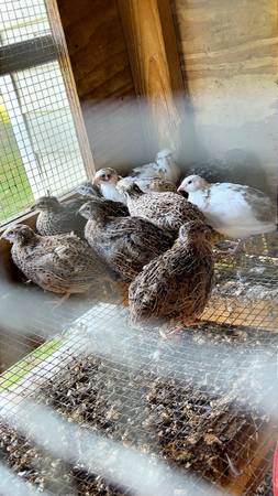 Celadon & coturnix quail 1
