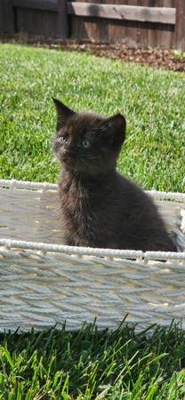 Venta de gatitos (Vancouver Washington (Vancouver)63842374430209124