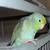Parrotlet 3 thumbnail