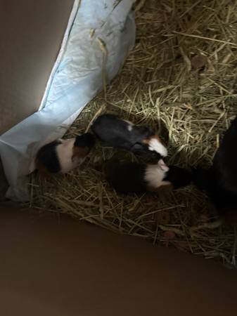 Kittens and guinea pigs (San Diego)64170247150211121