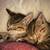Tabby kittens 3 thumbnail