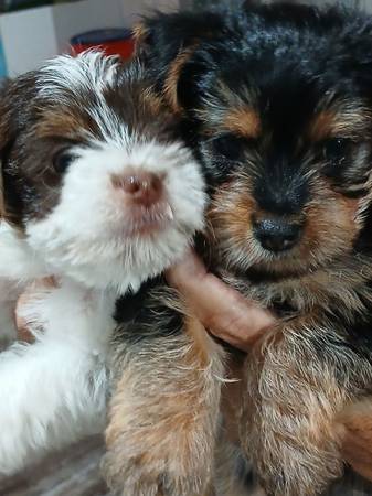 Rehoming 1