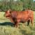 Bull for Sale 1 thumbnail