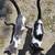 Kittens need rehoming 10 thumbnail