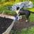 Two collies- NEED GONE BY 6/21 2 thumbnail