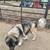 puppies for sale 6 thumbnail