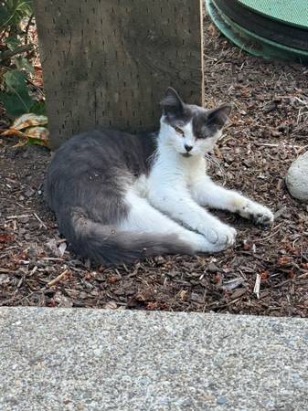 Found a kitten (Spanaway)63885717815683121