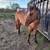 2024 AQHA Dun Gelding Barrel/Rope Prospect 3 thumbnail