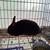 Rabbits, bunnies, rehome 4 thumbnail