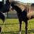 Aqha Stallion 1 thumbnail