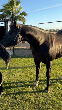 Aqha Stallion 1