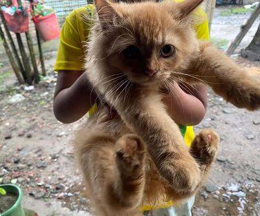 AffectionatePersainKitty (929) 8five57-4478 1