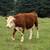 Beef Feeder Steers 2 thumbnail