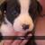 pups 5 thumbnail