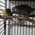 Birds / decluttering 7 thumbnail
