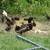 Guinea keets chicks ducklings roosters coop chicks 8 thumbnail
