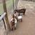 Pygmy Goats 1 thumbnail