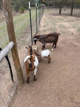 Pygmy Goats 1