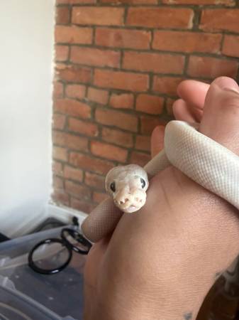 REHOMING BALL PYTHON ASAP 1