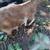 Nanny goat 4 thumbnail