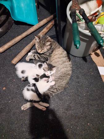 Kittens $10 1