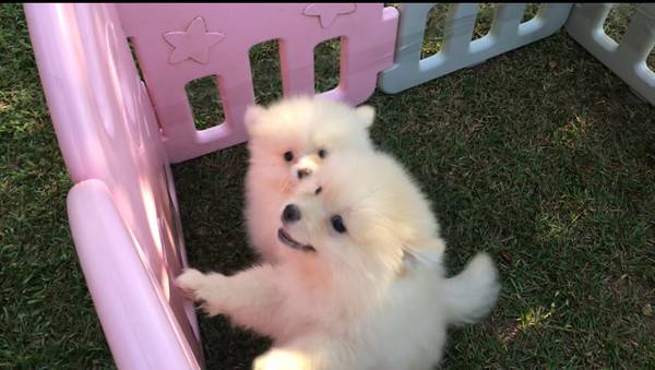 Pomeranian puppies (Doraville)63739455585153122