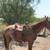 Gelding 3 thumbnail