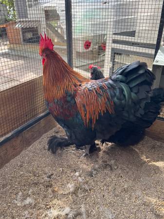 Chickens/chicks French/Black Copper Maran chicks 1