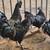 AYAM CEMANI CULLS 2 thumbnail