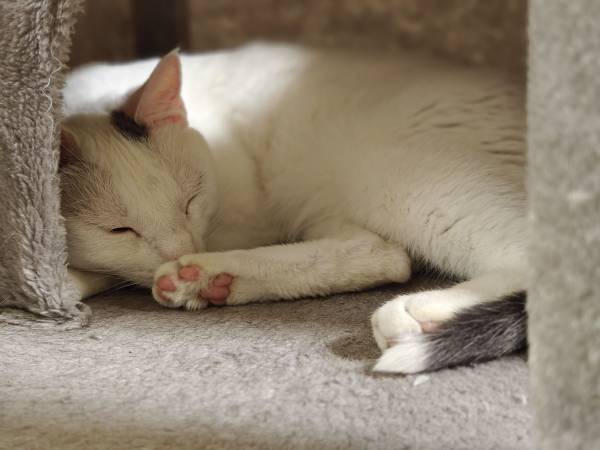 Rehoming de gato lo antes posible (Davis)63679272575617121