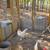 Bantam roosters 2 thumbnail