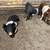 Weaned pigs 2 thumbnail