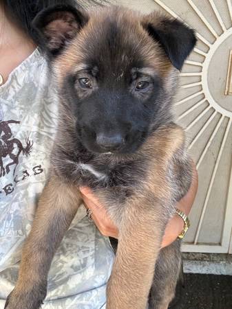 German shepherd mix Belgian Malinois570933520725463042