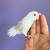 Parrotlet 17 thumbnail