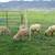 Lambs For Sale, Weather's & Ewe's 3 thumbnail